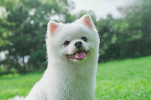 1619669746193431.jpg 狗狗眼屎多怎么回事