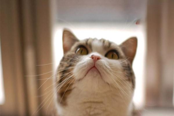 宠物绝育最佳时间 宠物绝育最佳时间