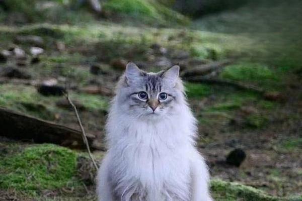 1610958208859457.jpg 猫咬人的原因