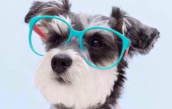 雪纳瑞寿命是多少年 雪纳瑞能活多久