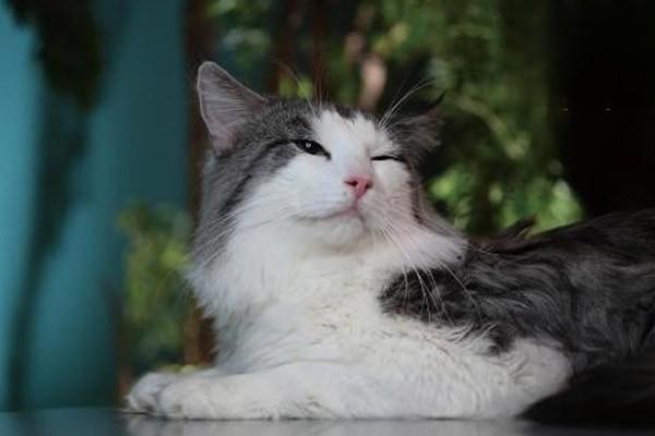 1616121086882342.jpg 猫身上有小黑点可能是感染了跳蚤