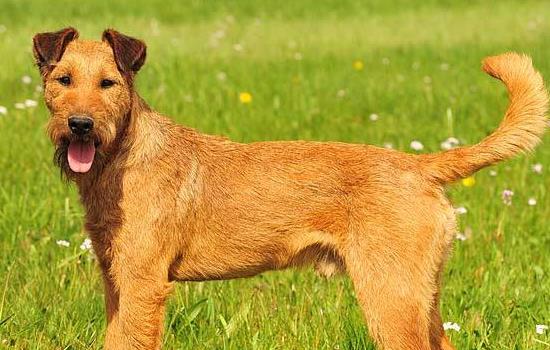 爱尔兰梗犬多少钱一只 爱尔兰梗多少钱一只