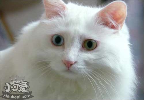 土耳其安哥拉猫掉毛怎么办 注意适度洗澡