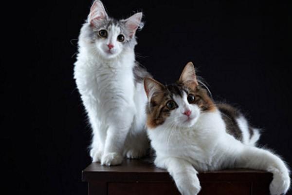 1611218849307985.jpg 正确吸猫的技巧与注意事项