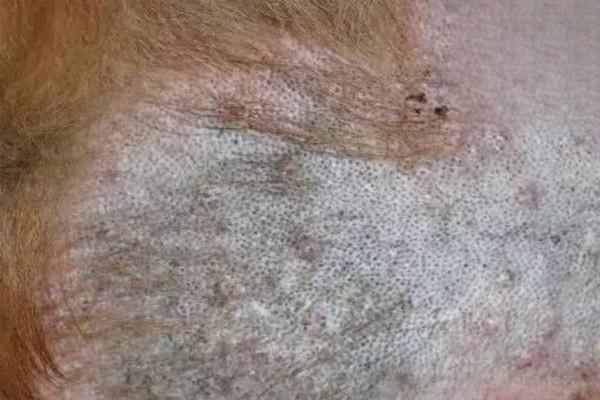 1604906385155713.jpg 狗有螨虫皮肤病怎么治.jpg