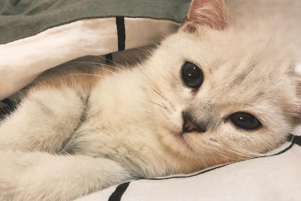 1614136542783833.jpg 猫狗有哪些体外寄生虫