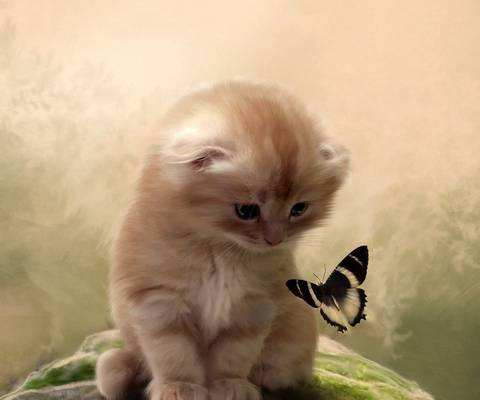 猫咪喜欢什么颜色 猫咪颜色喜好介绍