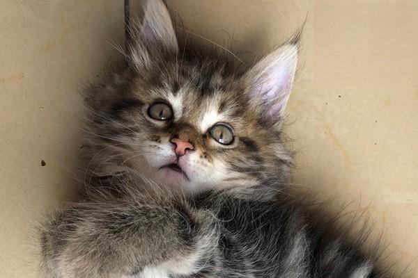 1612408772842022.jpg 捡到奶猫怎么办