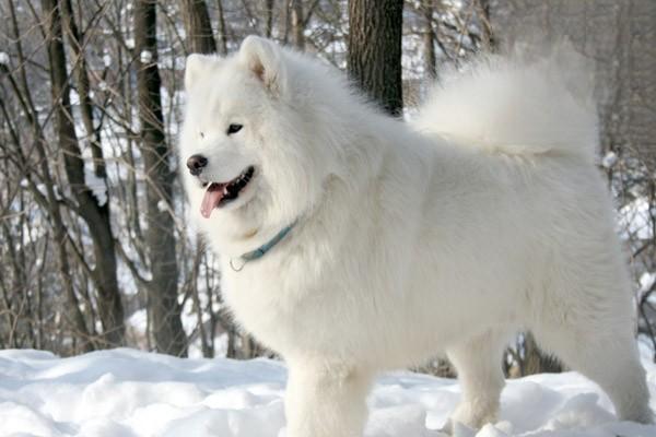 狗狗癫痫发作怎么办