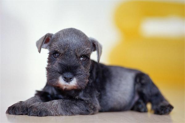 如何预防狗狗耳螨病? 如何预防狗狗耳螨病?