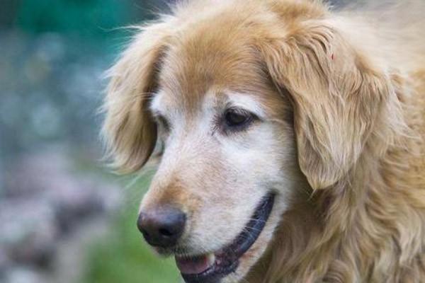 狗狗体内寄生虫 狗狗体内寄生虫