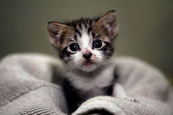 1614320436991282.jpg 猫咪春季常见疾病