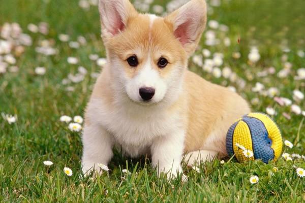 幼猫幼犬低血糖，主人应重视！