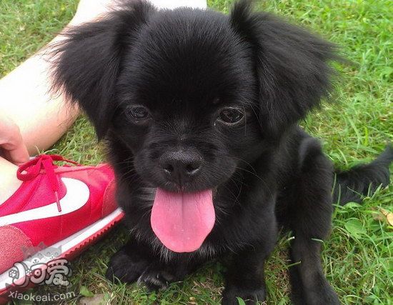 日本狆怎么训练出门随行 日本狆随行训练教程1