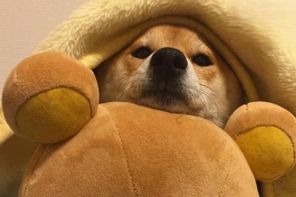 狗狗的口腔溃疡的治疗和预防方法 狗狗的口腔溃疡的治疗和预防方法