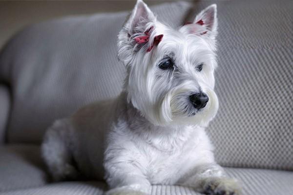 1618904071458540.jpg 宠物狗缺钙的那些事