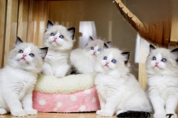 1611369405475939.jpg 猫狗长期便秘腹泻消化不良怎么办