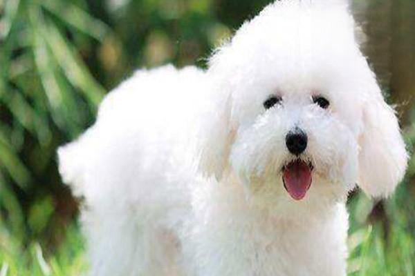 1609846297385339.jpg 狗脚突然瘸了怎么回事