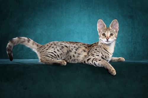 热带草原猫多少钱 萨凡猫价格