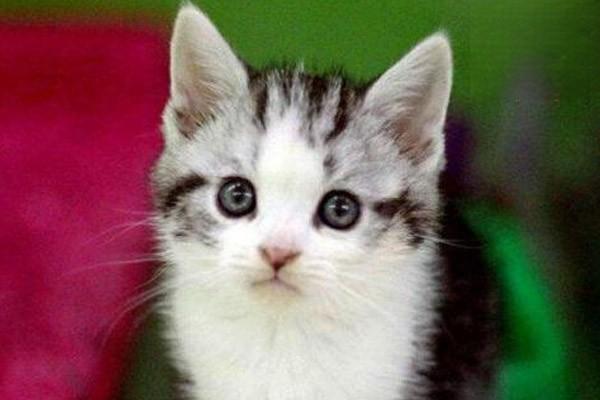 母猫发情的症状 母猫发情的症状