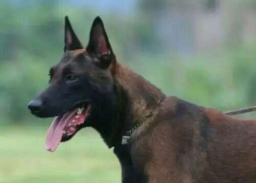 马犬几个月开始咬生人 马犬开始咬生人的