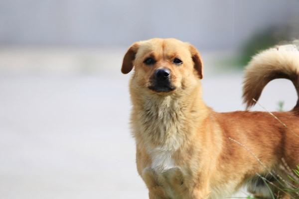 1618904125230266.jpg 宠物狗缺钙的那些事