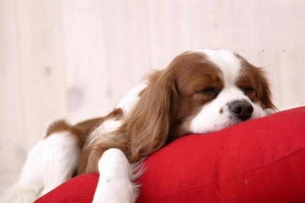 1619669757201233.jpg 狗狗眼屎多怎么回事