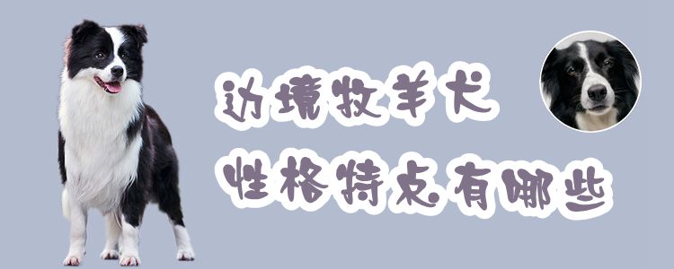 边境牧羊犬性格特点有哪些