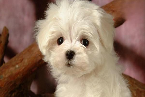 小狗眼睛周围发红 小狗眼睛周围发红