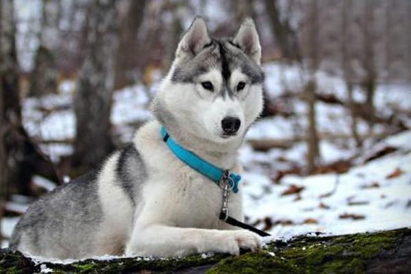 狗狗癫痫发作怎么办