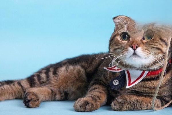 1614320451528020.jpg 猫咪春季常见疾病