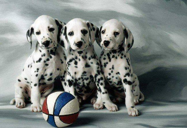 大麦町犬多少钱一只 大麦町犬多少钱