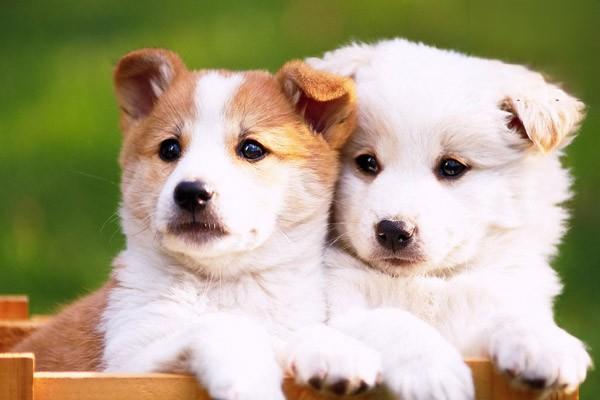 1619491878427105.jpg 如何迎接幼犬来到新家