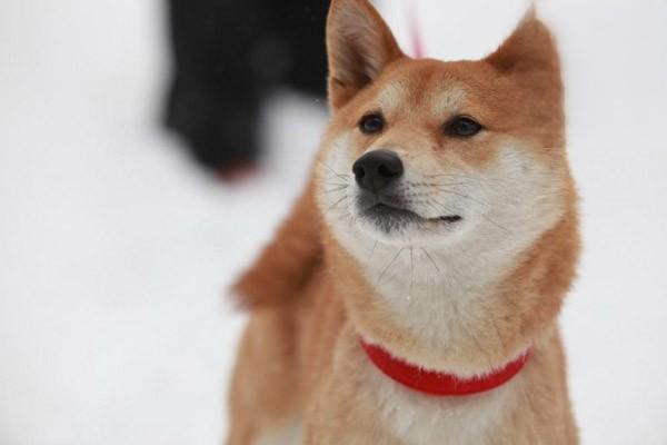 1611200633552345.jpg 狗狗的暗示解析