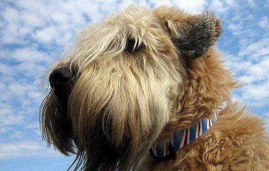 爱尔兰梗幼犬多少钱 爱尔兰梗幼犬多少钱一只