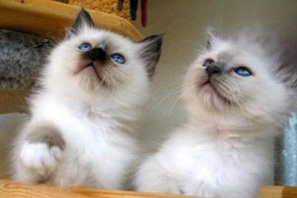 1611218867444390.jpg 正确吸猫的技巧与注意事项