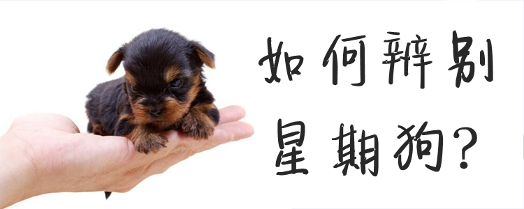 如何辨别星期狗