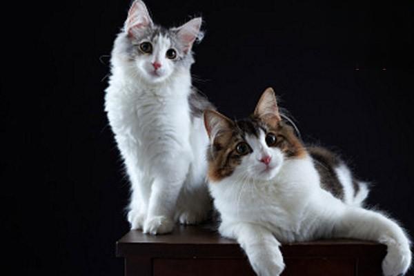 1618557015542321.jpg 猫胰腺的介绍