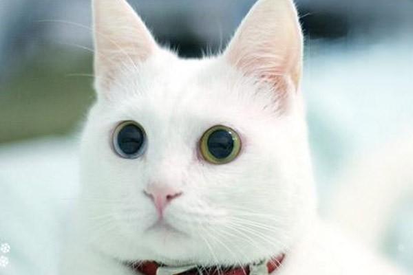 1610958220403799.jpg 猫咬人的原因