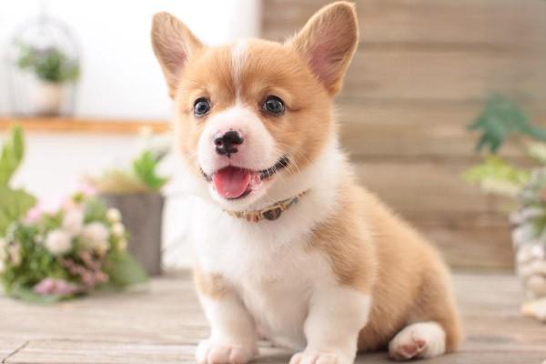 1614830143341191.jpg 为什么狗喜欢舔洗澡后的主人