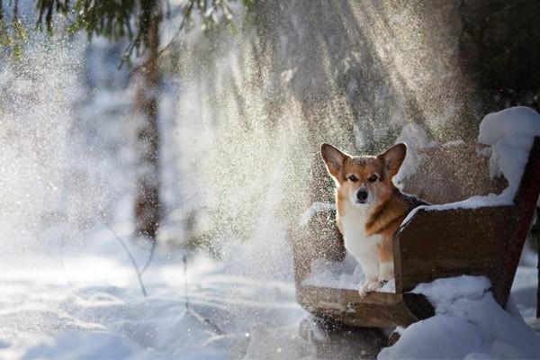 1619506001645253.jpg 狗狗刚到我家要做好哪些准备