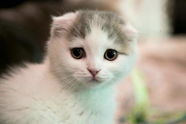 1618986498804769.jpg 猫咪突然疯跑怎么回事