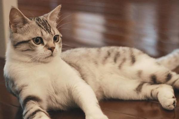 1619169340119565.jpg 被猫狗咬伤抓伤该如何正确处理