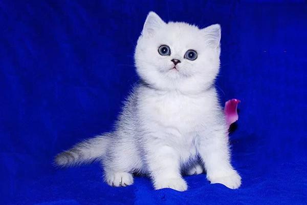 1616121025689770.jpg 猫身上有小黑点可能是感染了跳蚤