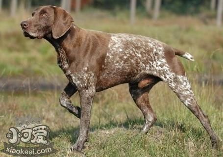 德国硬毛波音达吃饭习惯怎么训练