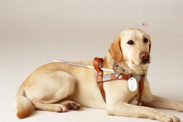 狗狗死前征兆 狗狗死前征兆