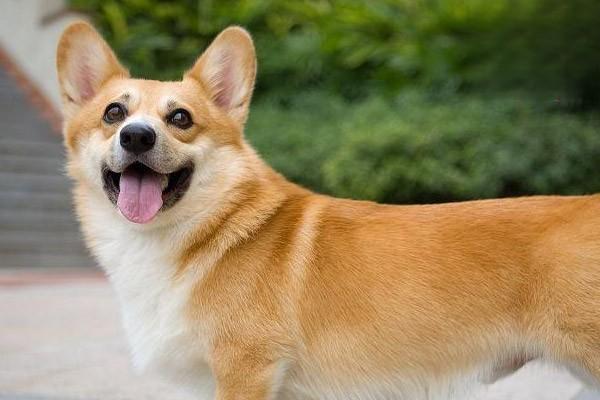 狗狗的口腔溃疡的治疗和预防方法 狗狗的口腔溃疡的治疗和预防方法