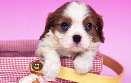 秋田犬发情期大概多久 秋田犬发情的特征