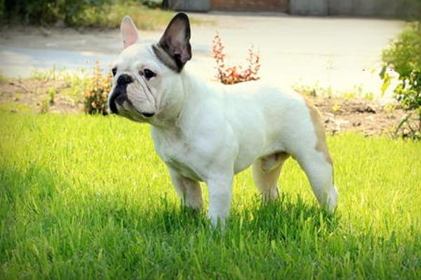 狗狗绝育的好处 狗狗绝育的好处