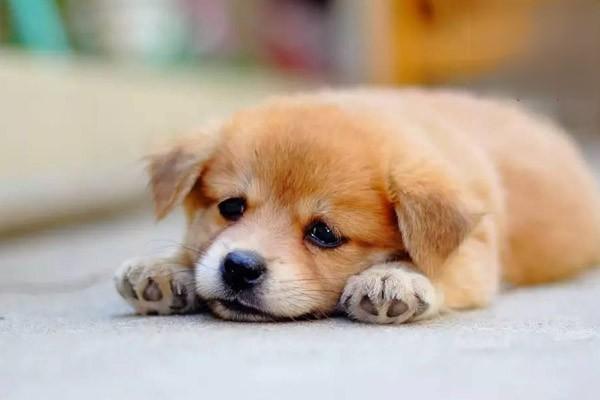 1619491818152351.jpg 如何迎接幼犬来到新家